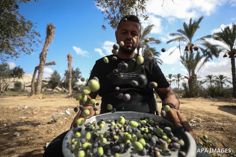 Displaced Palestinians pick olives beside their tents in Deir al-Balah, in the central Gaza Strip, on October 9, 2026, as the olive harvest season begins. The war has damaged agricultural land, hindered access to wide ar...