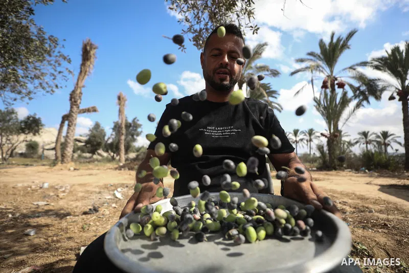 Displaced Palestinians pick olives beside their tents in Deir al-Balah, in the central Gaza Strip, on October 9, 2026, as the olive harvest season begins. The war has damaged agricultural land, hindered access to wide ar...
