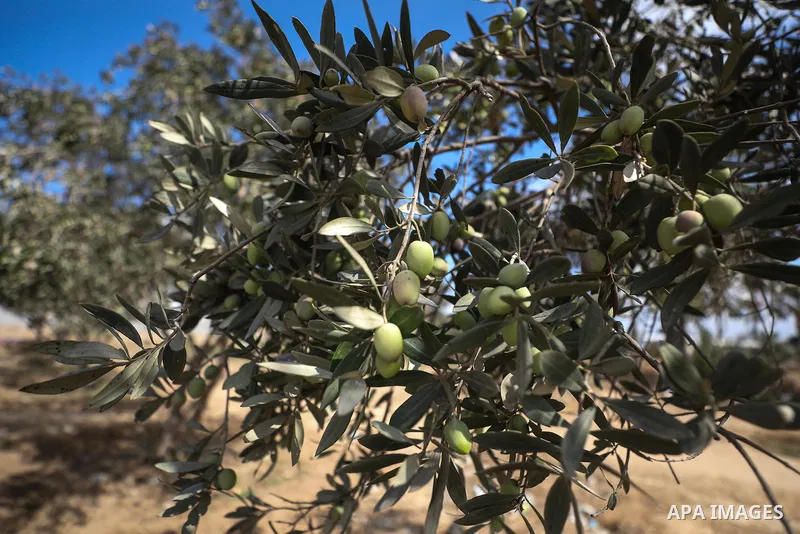 Displaced Palestinians pick olives beside their tents in Deir al-Balah, in the central Gaza Strip, on October 9, 2026, as the olive harvest season begins. The war has damaged agricultural land, hindered access to wide ar...