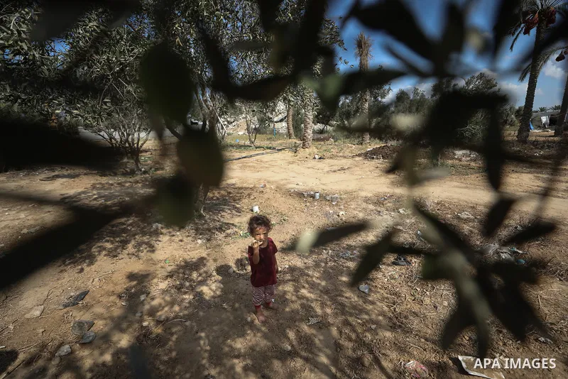 Displaced Palestinians pick olives beside their tents in Deir al-Balah, in the central Gaza Strip, on October 9, 2026, as the olive harvest season begins. The war has damaged agricultural land, hindered access to wide ar...
