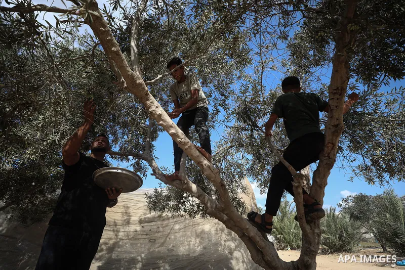 Displaced Palestinians pick olives beside their tents in Deir al-Balah, in the central Gaza Strip, on October 9, 2026, as the olive harvest season begins. The war has damaged agricultural land, hindered access to wide ar...
