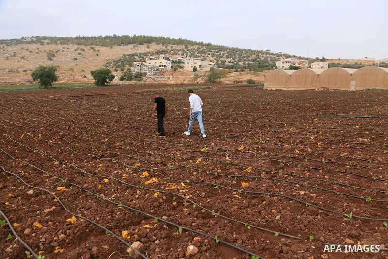 Palestinian farmers plant and harvest vegetables in the northern Jordan Valley, in the West Bank, on October 12, 2026, as agricultural activities continue in the area. The northern Jordan Valley is an important agricultu...