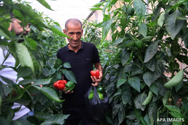 Palestinian farmers plant and harvest vegetables in the northern Jordan Valley, in the West Bank, on October 12, 2026, as agricultural activities continue in the area. The northern Jordan Valley is an important agricultu...