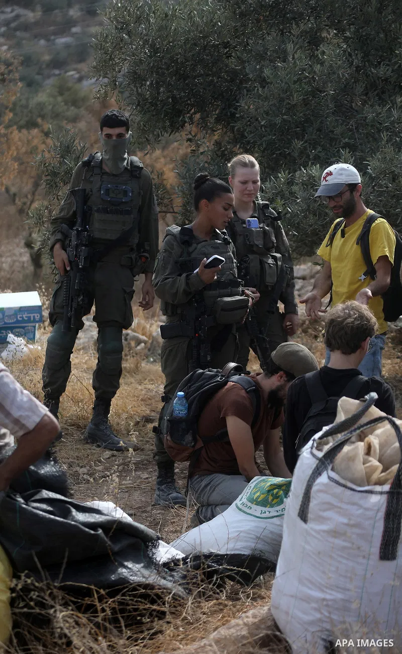 Palestinians and international peace activists take part in the olive harvest in the town of Idhna, west of Hebron, in the occupied West Bank, on October 13, 2026, before the Israeli army forced them to leave the area. A...
