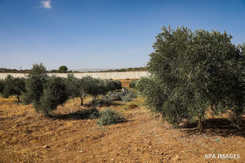 Palestinian farmers pick olives during the harvest season in a field in the village of Beit Awwa, west of Hebron, in the occupied West Bank, on October 15, 2026, near the Israeli separation barrier. Photo by Mamoun Wazwa...