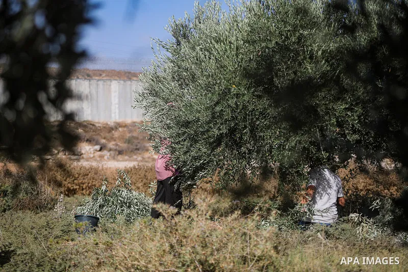Palestinian farmers pick olives during the harvest season in a field in the village of Beit Awwa, west of Hebron, in the occupied West Bank, on October 15, 2026, near the Israeli separation barrier. Photo by Mamoun Wazwa...