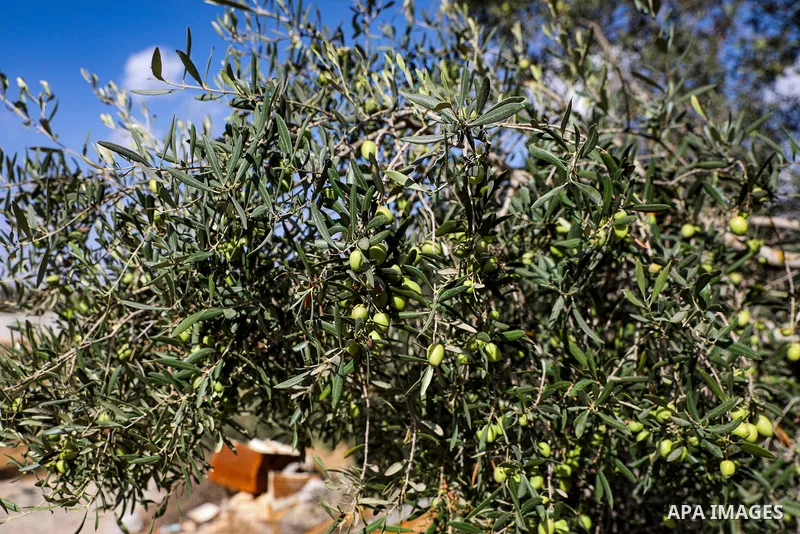 Palestinian farmers pick olives during the harvest season in a field in the village of Beit Awwa, west of Hebron, in the occupied West Bank, on October 15, 2026, near the Israeli separation barrier. Photo by Mamoun Wazwa...