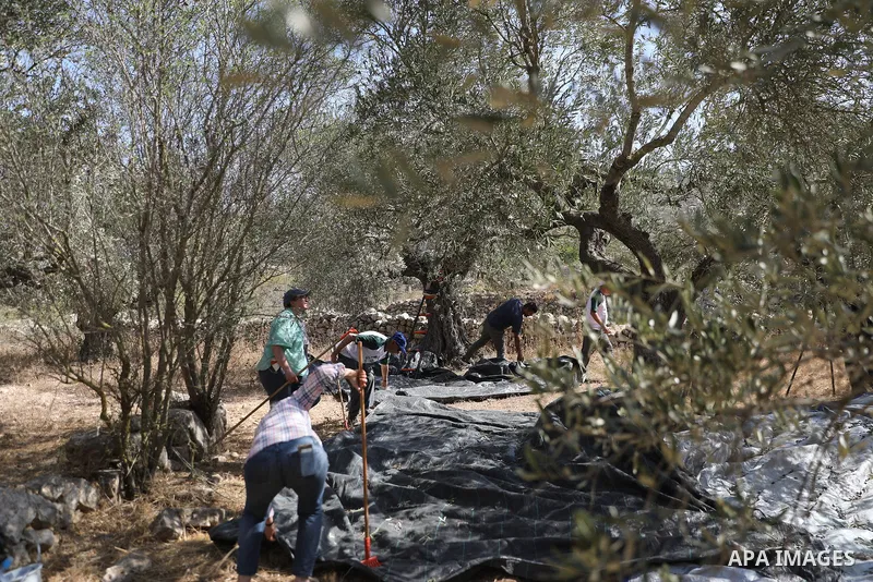 International activists help Palestinian farmers harvest olives in the town of Battir, west of Bethlehem in the occupied West Bank, on October 22, 2026. The activists take part in the annual olive harvest to support and...