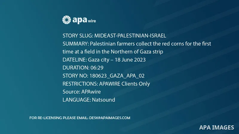 Palestinian farmers collect the red corns for the first time at a field in the Northern of Gaza strip. 0.1
