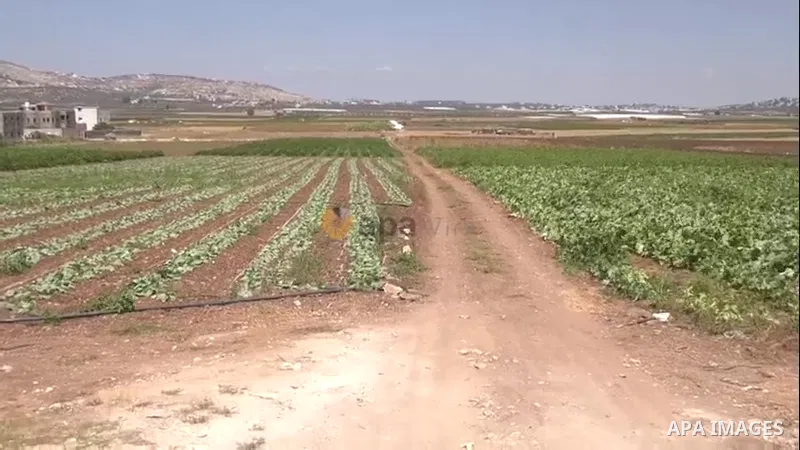 A Palestinian farmer displays vegetables and fruits in the street amid high shop rental prices in the West Bank city of Jenin 0.1