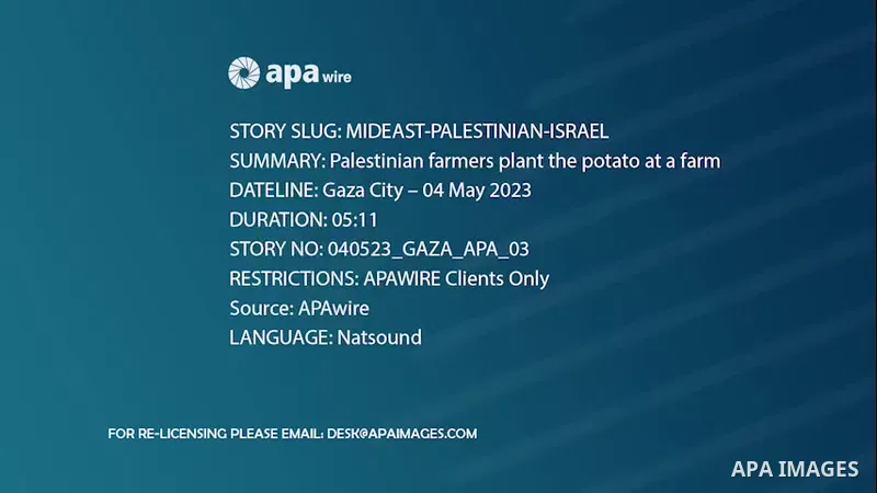 Palestinian farmers plant the potato at a farm, in Gaza city. 0.1