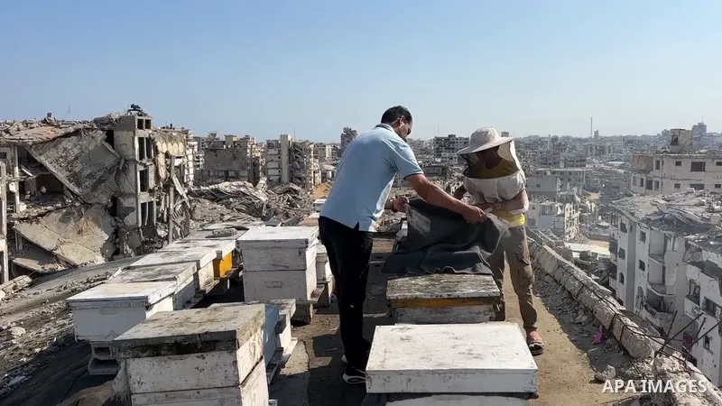 Palestinian beekeeper Ibrahim Naji Al-Dabba inspects honeycomb frames on the rooftop of a damaged residential building as he continues caring for his remaining beehives despite displacement and shortages of equipment.